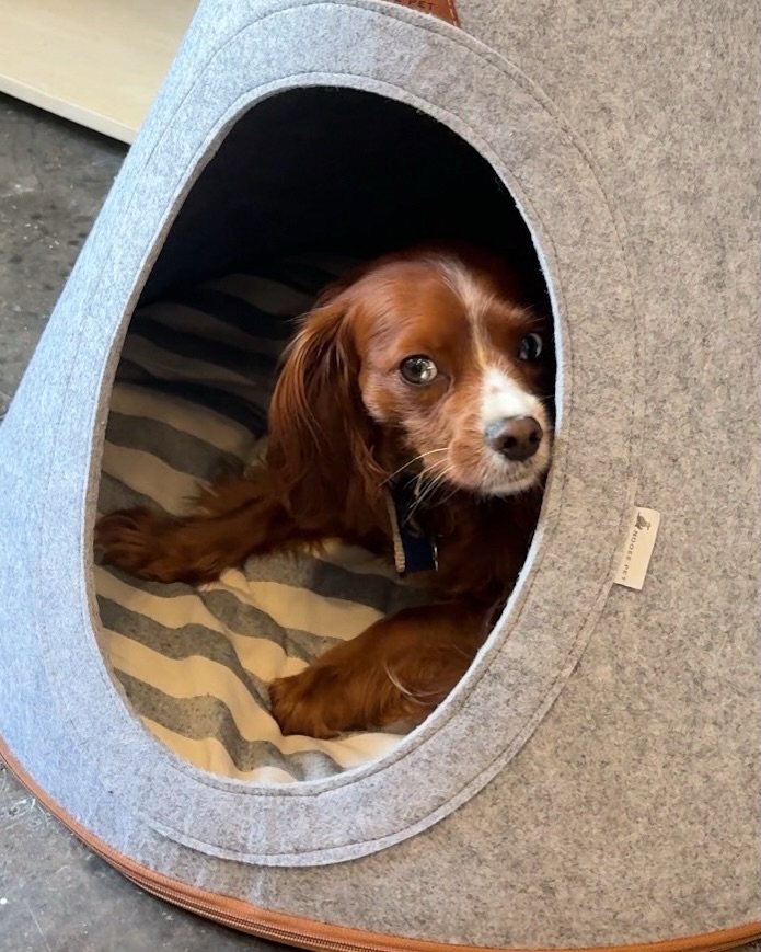 An Irish setter resting inside a felted Nooee pet cave in the shop