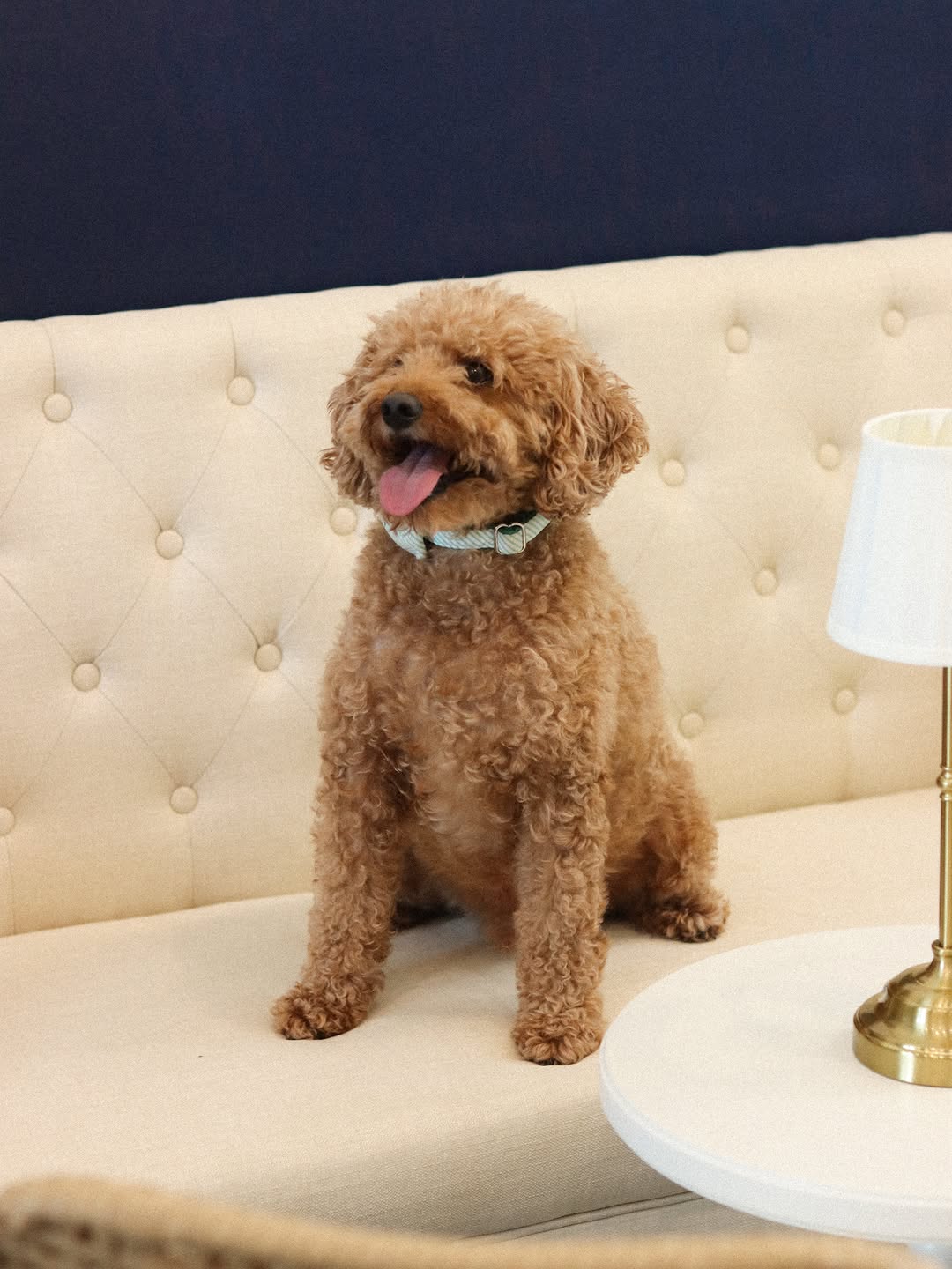 An apricot doodle sitting on the cream tufted settee inside Elbe Collective