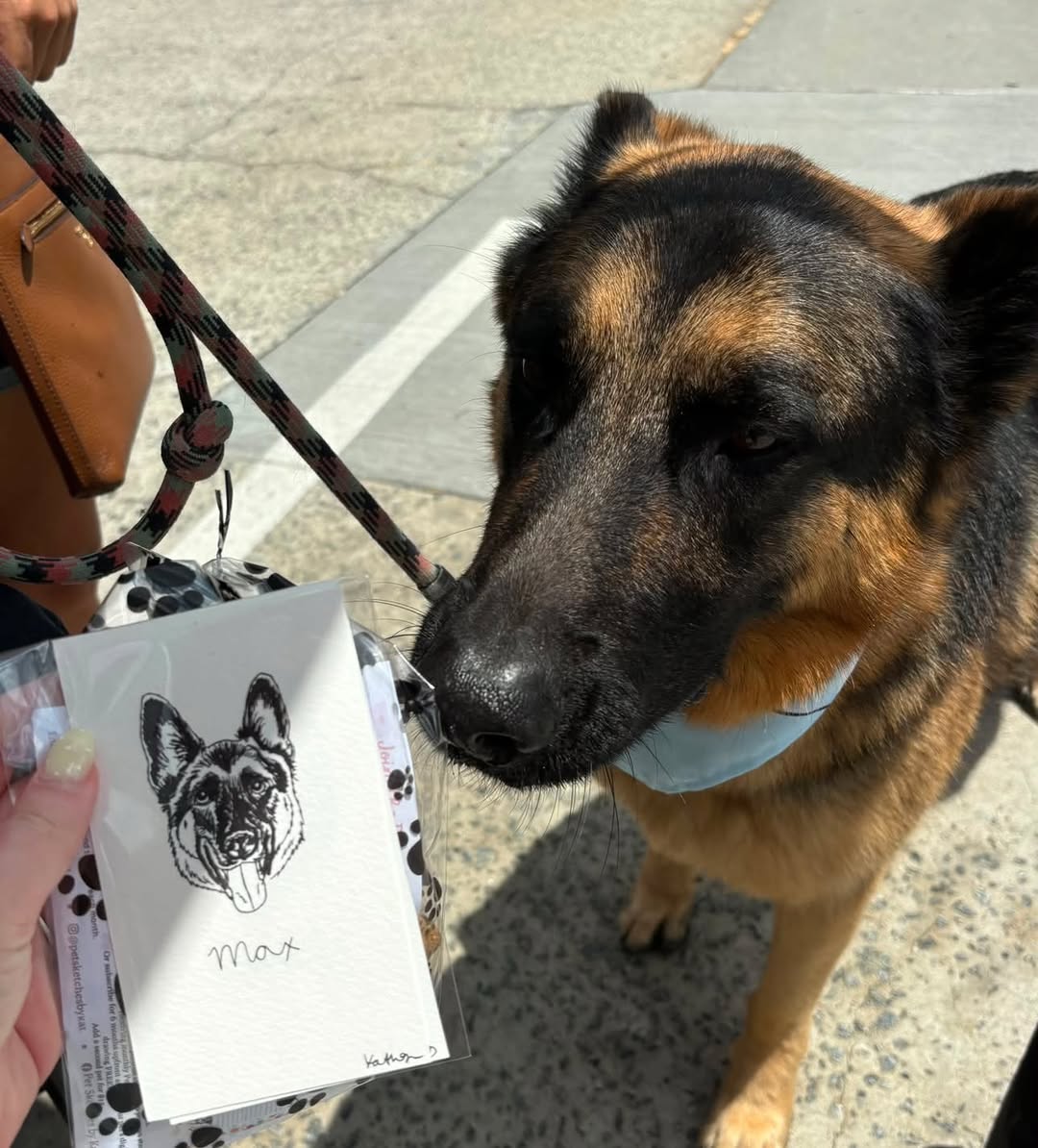German shepherd next to a pet sketch portrait