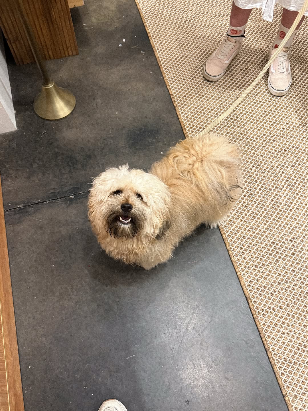 A dog walking through the shop