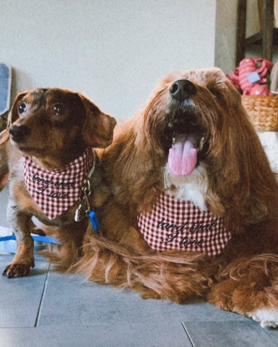 Two dachshunds in matching gingham bandanas
