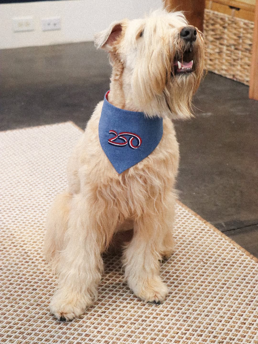 A wheaten terrier in a denim 250 bandana