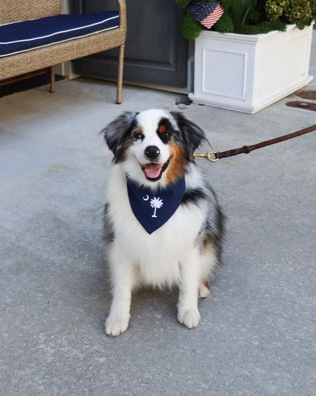 Australian shepherd wearing the navy Lowcountry bandana