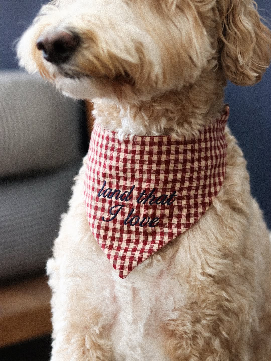 Goldendoodle in a red gingham bandana